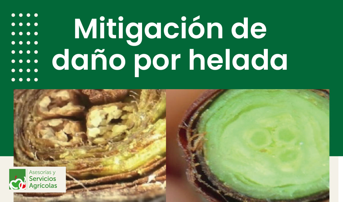 Mitigación de daño por helada