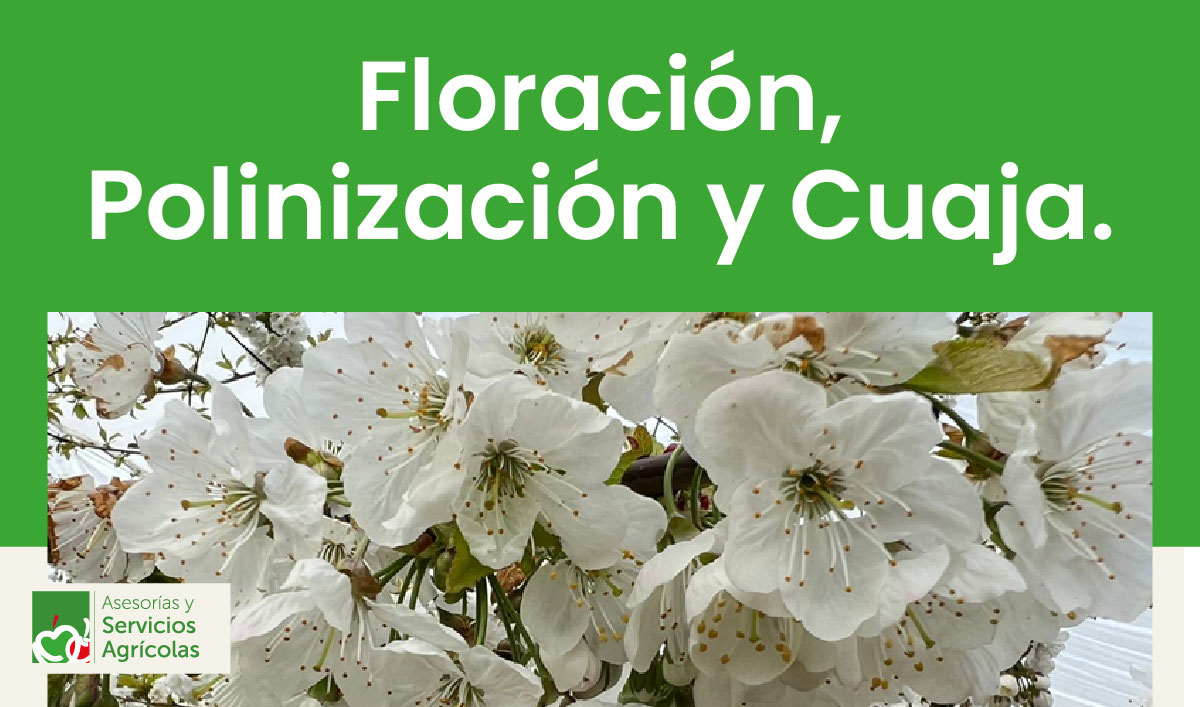 Floración, Polinización y Cuaja.