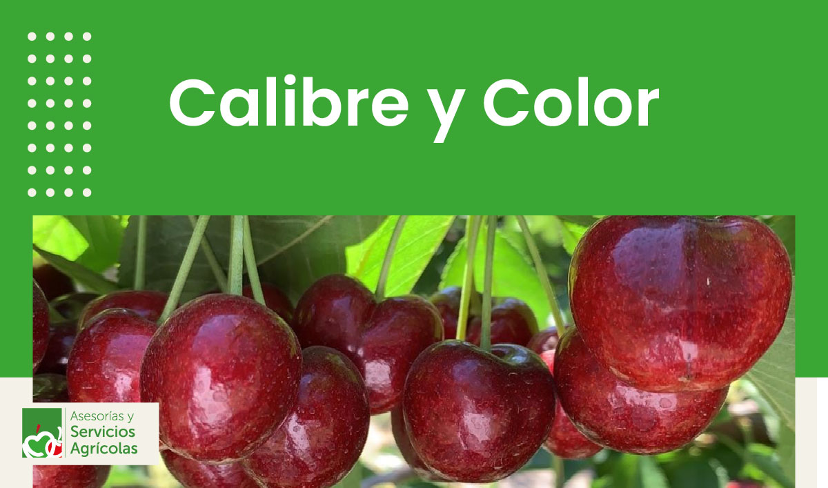 Calibre y Color
