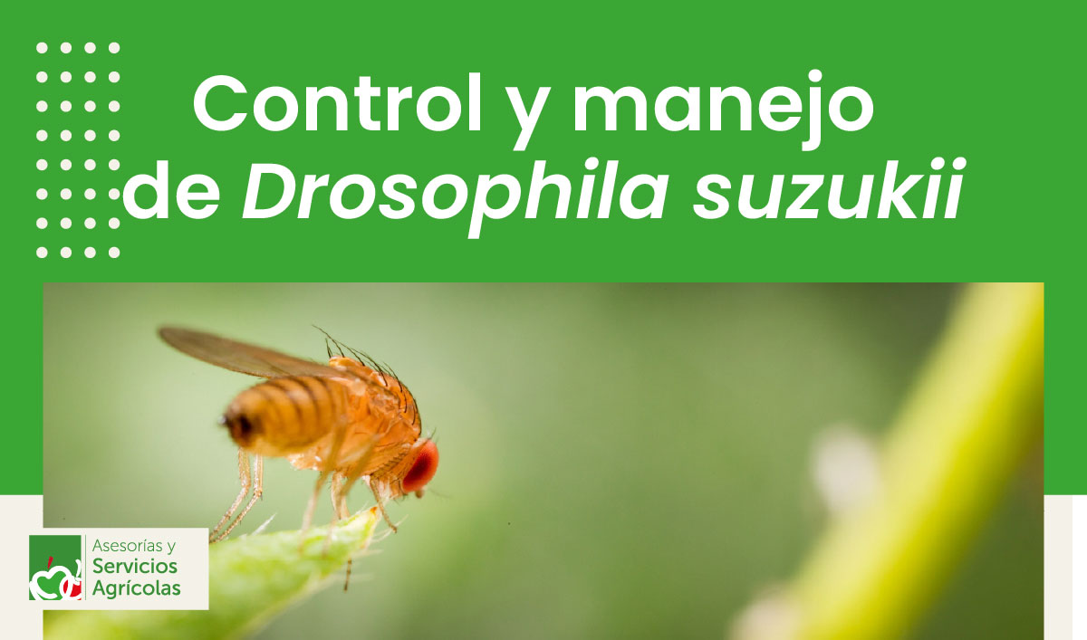 Control y manejo de Drosophila suzukii