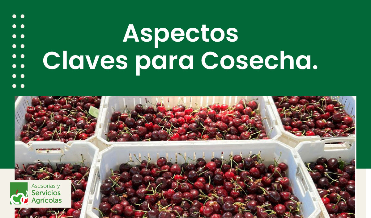 Aspectos Claves para el Éxito de una Cosecha.