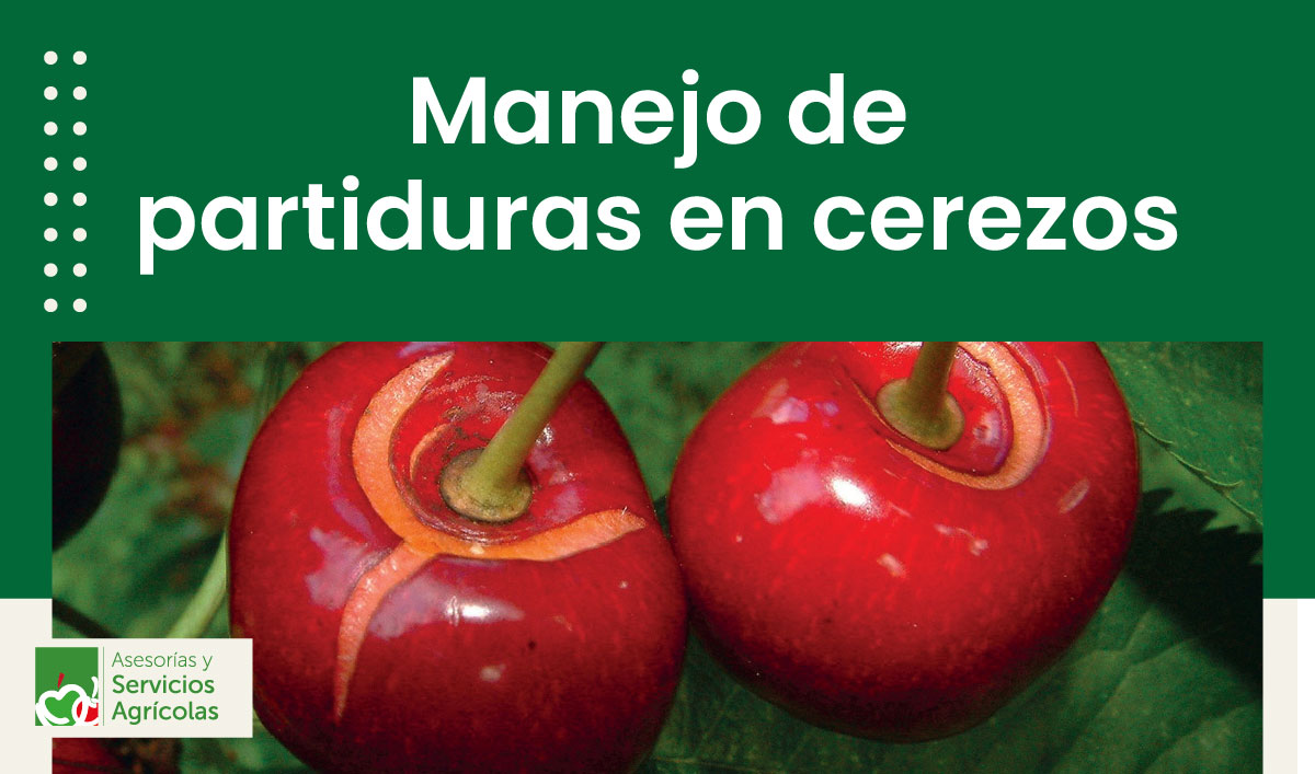 Manejo de partiduras en cerezos
